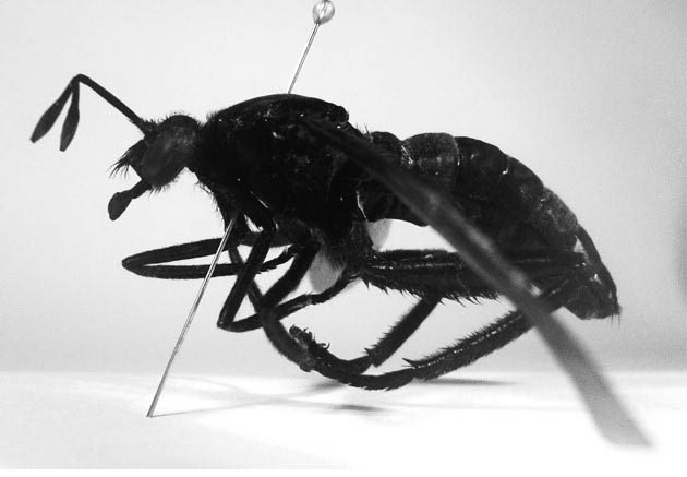 Lateral habitus of Gauromydas mystaceus.